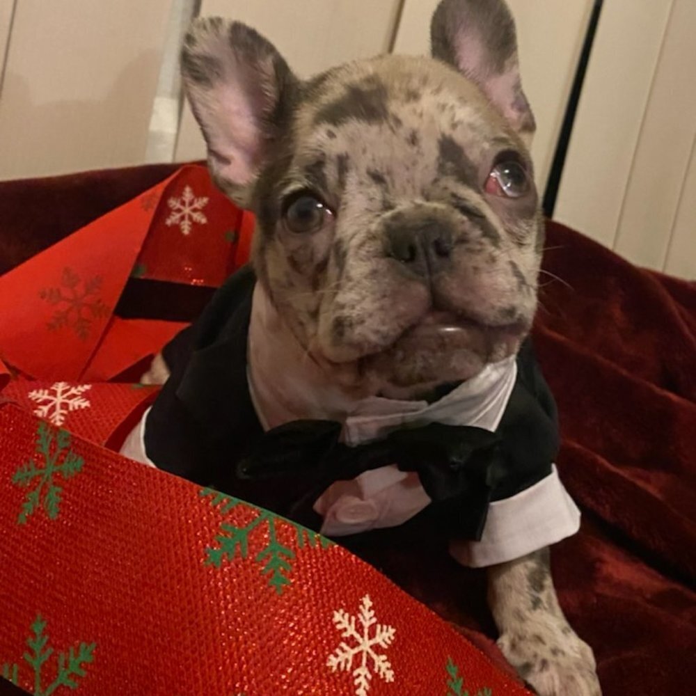 Tuxedo For Dogs Cats Pets With Bowtie Small To XL NEW - Picture 7 of 12